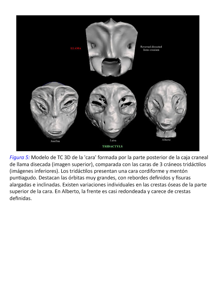 Figura 5 · Comparación facial de tres cráneos tridáctilos