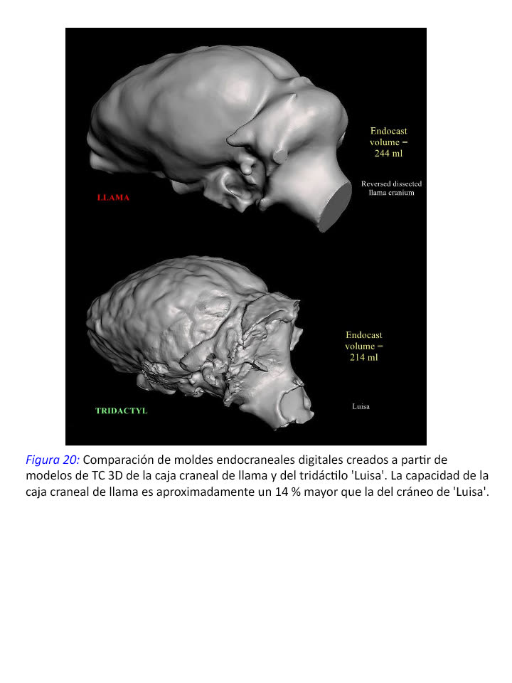 Figura 20 · Moldes endocraneales digitales